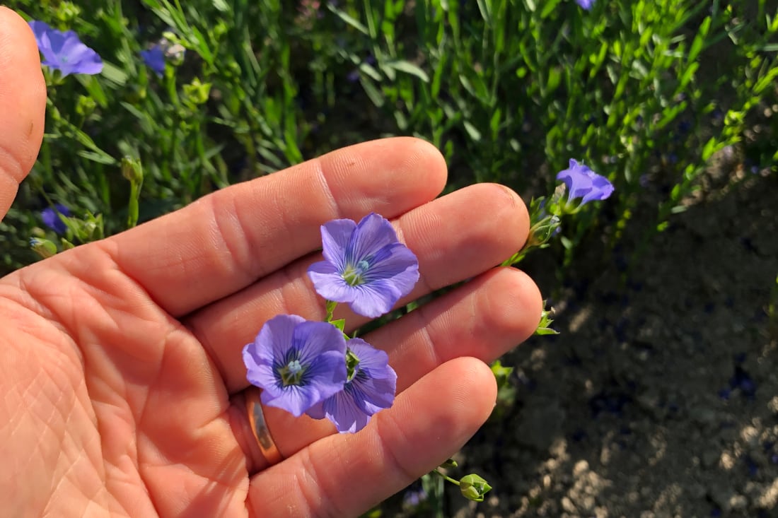 Närbild på fältlinblommor